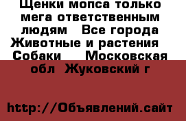 Щенки мопса только мега-ответственным людям - Все города Животные и растения » Собаки   . Московская обл.,Жуковский г.